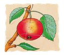 Lagen-Puzzle "Apfel"
