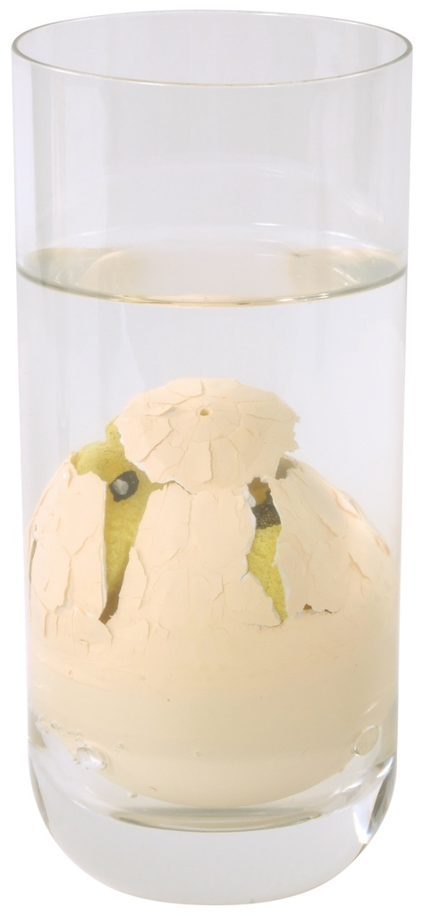 Schlüpfende Dinosaurier