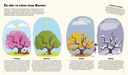 das-kleine-buch-der-baeume-gebundene-ausgabe-claire-philip-2.webp