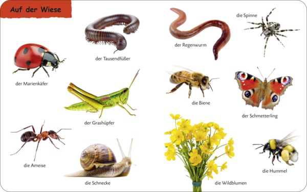 duden-12-kennst-du-das-die-tiere-gebundene-ausgabe.png-2.webp