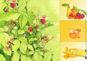 wie-wir-schmetterling-und-biene-in-unseren-garten-locken-kamishibai-bildkartenset-set-mit-diversen-artikeln-lydia-hauenschild-2.webp