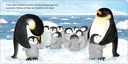 komm-kuscheln-kleine-robbe-gebundene-ausgabe-2.webp