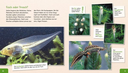 meine-grosse-tierbibliothek-der-frosch-gebundene-ausgabe-paul-starosta-2.webp