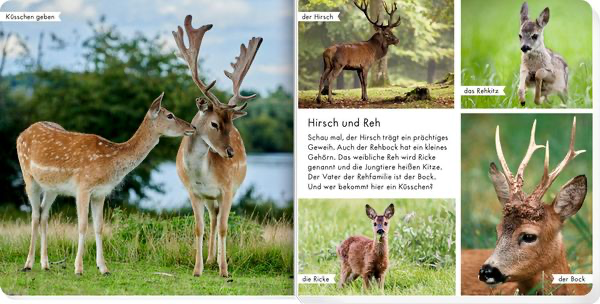 meine-liebsten-tiere-im-wald-gebundene-ausgabe-5.webp