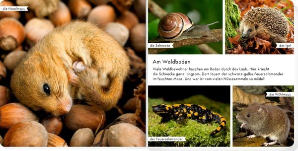 meine-liebsten-tiere-im-wald-gebundene-ausgabe-6.webp