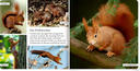 meine-liebsten-tiere-im-wald-gebundene-ausgabe-3.webp